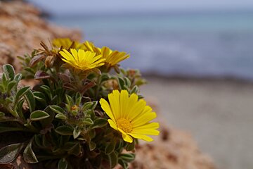 flowers on Ibiza