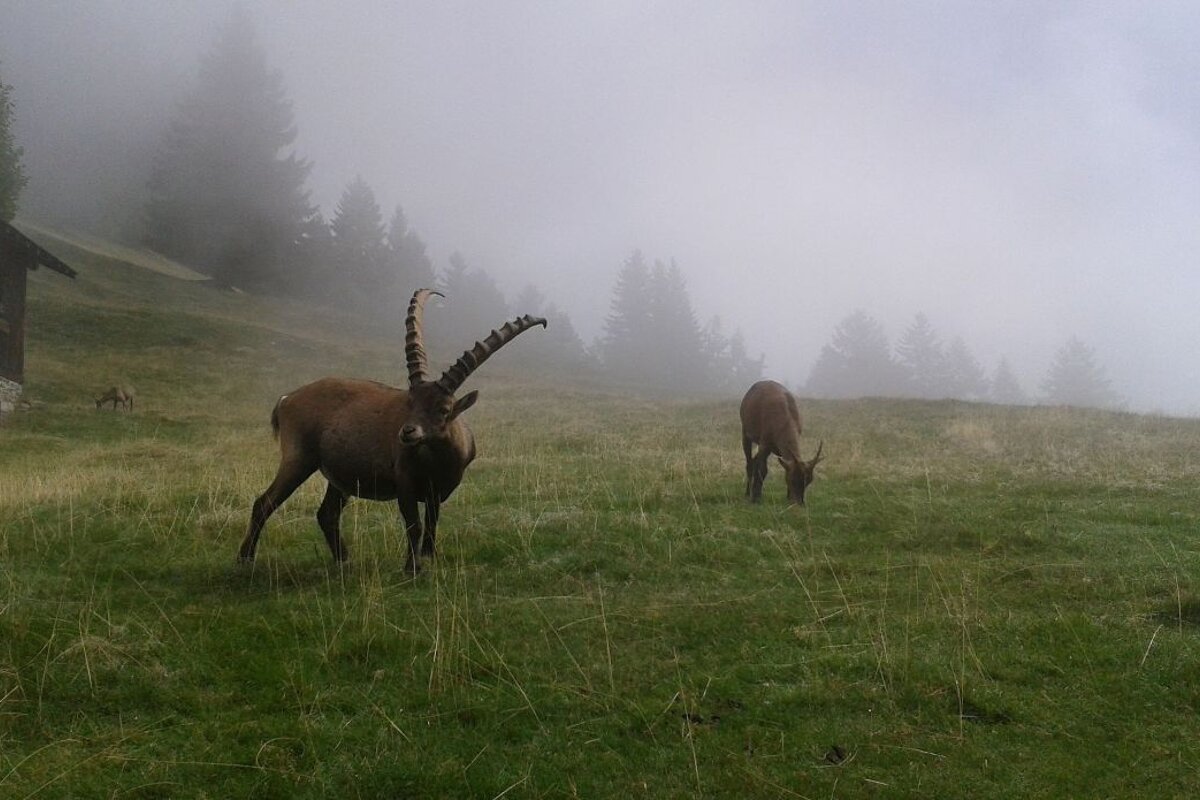 Visiting the Animals at Parc de Merlet