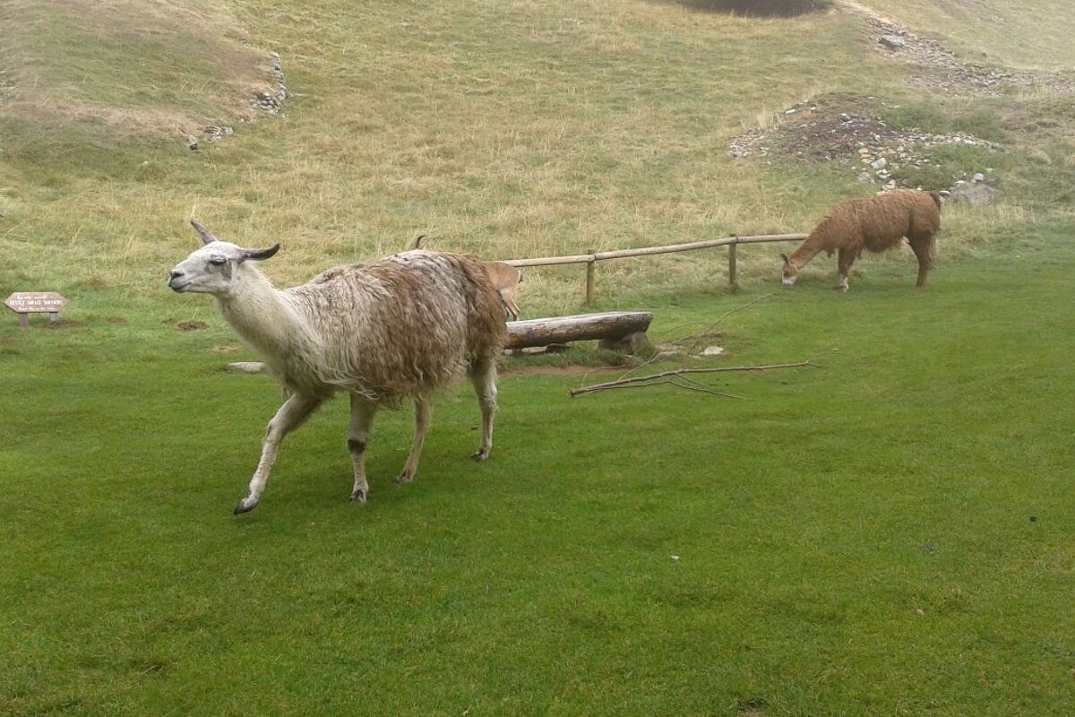 Visiting the Animals at Parc de Merlet