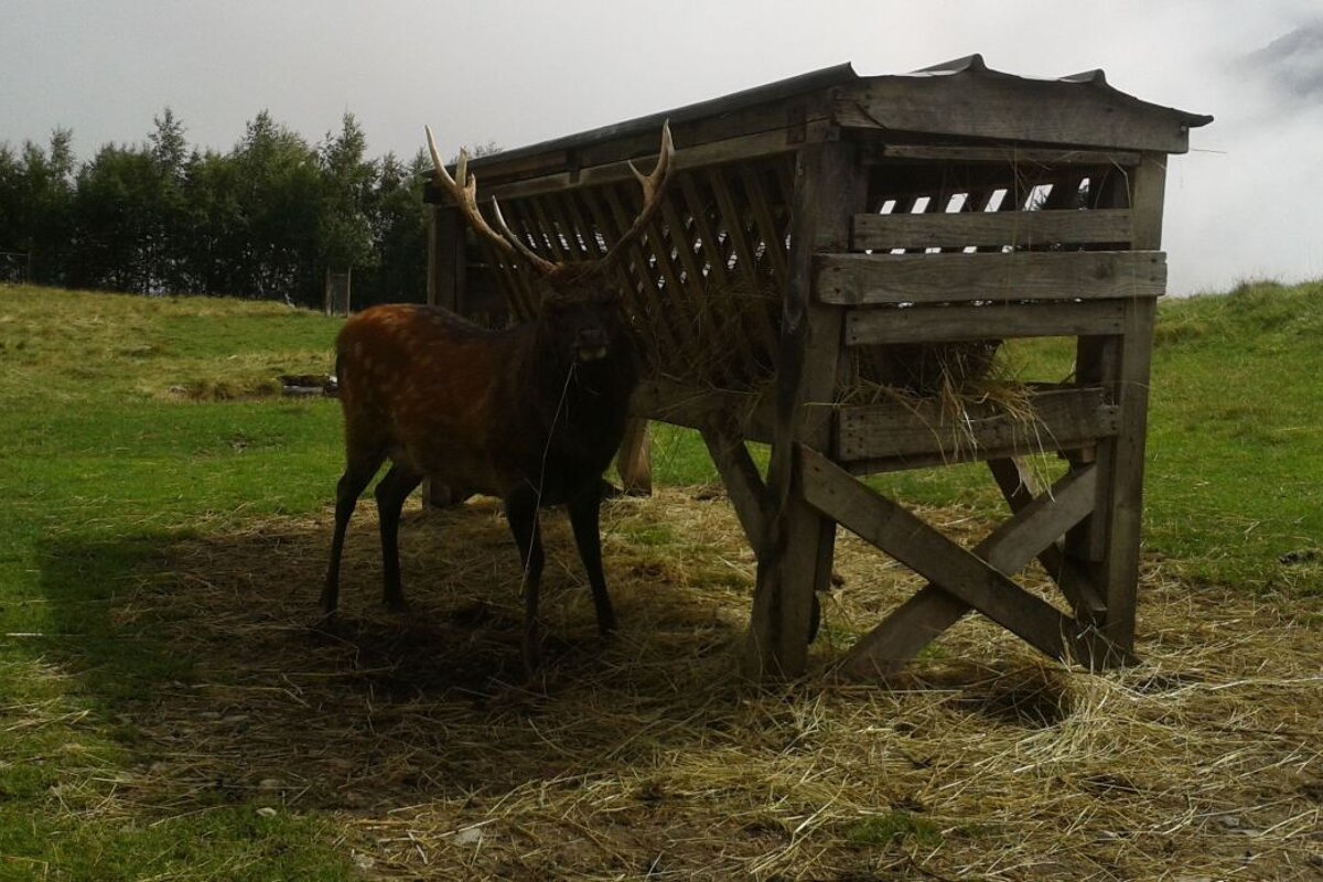 Visiting the Animals at Parc de Merlet