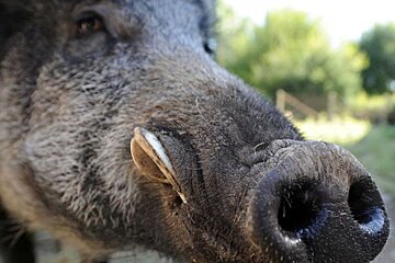 Wild Boar Killed near Grasse