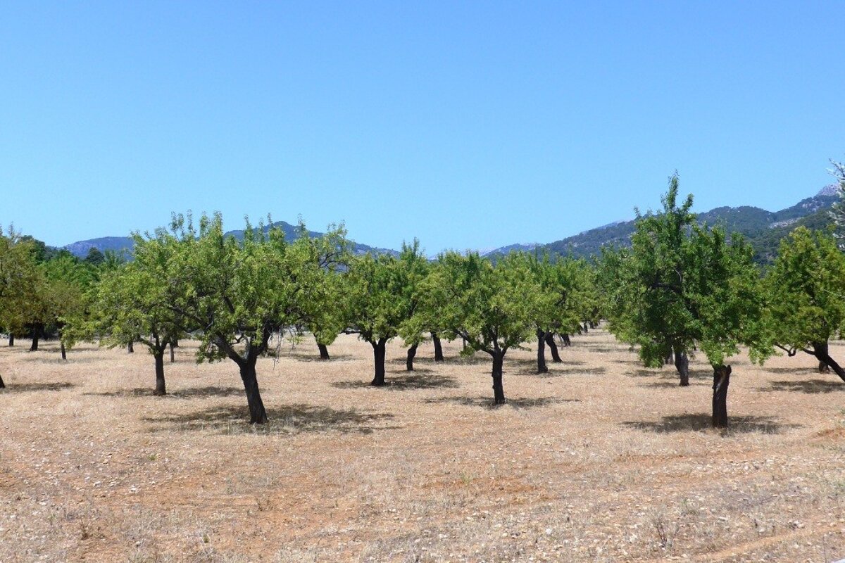 almond trees in a field in mallorca