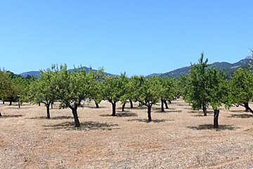 almond trees in a field in mallorca