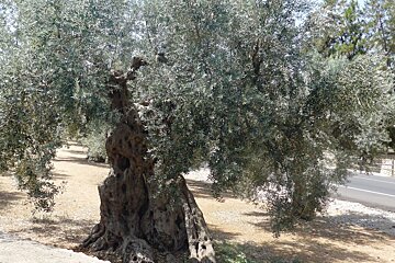 a couple of old olive trees in mallorca