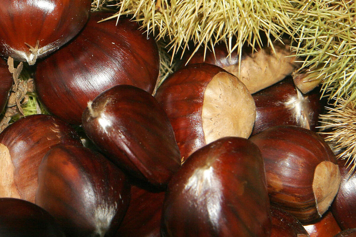 Chestnuts