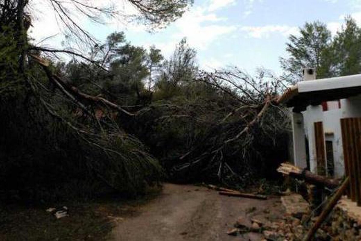 A tree has fallen on a dirt road in front of a house