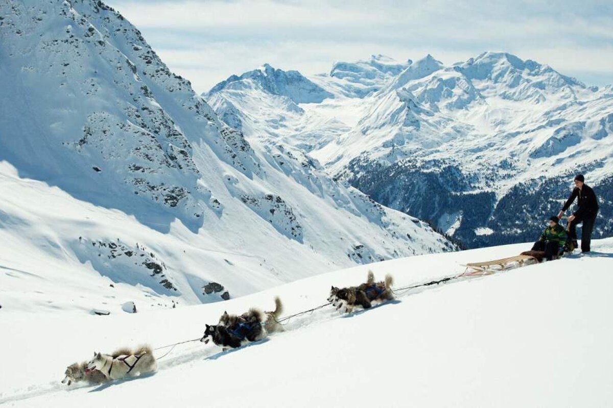 a team of huskies pulling a sledge