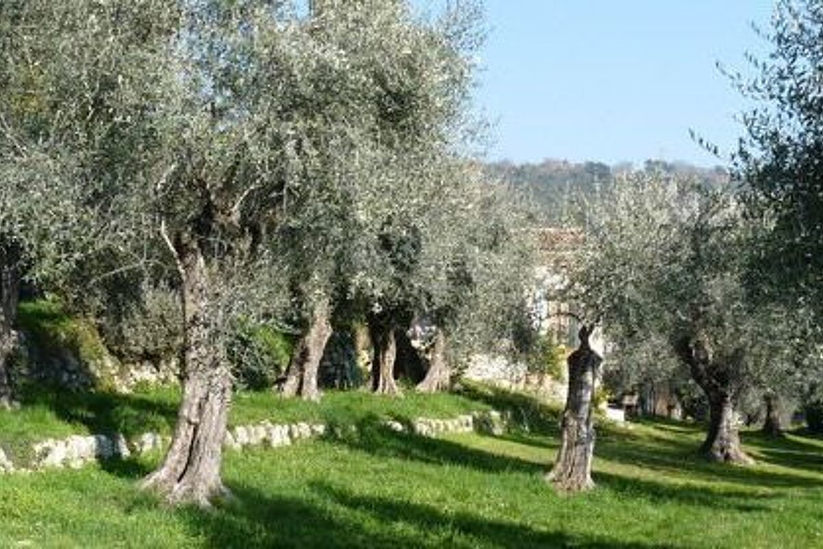 Domaine de la Royrie Olive Groves, Grasse