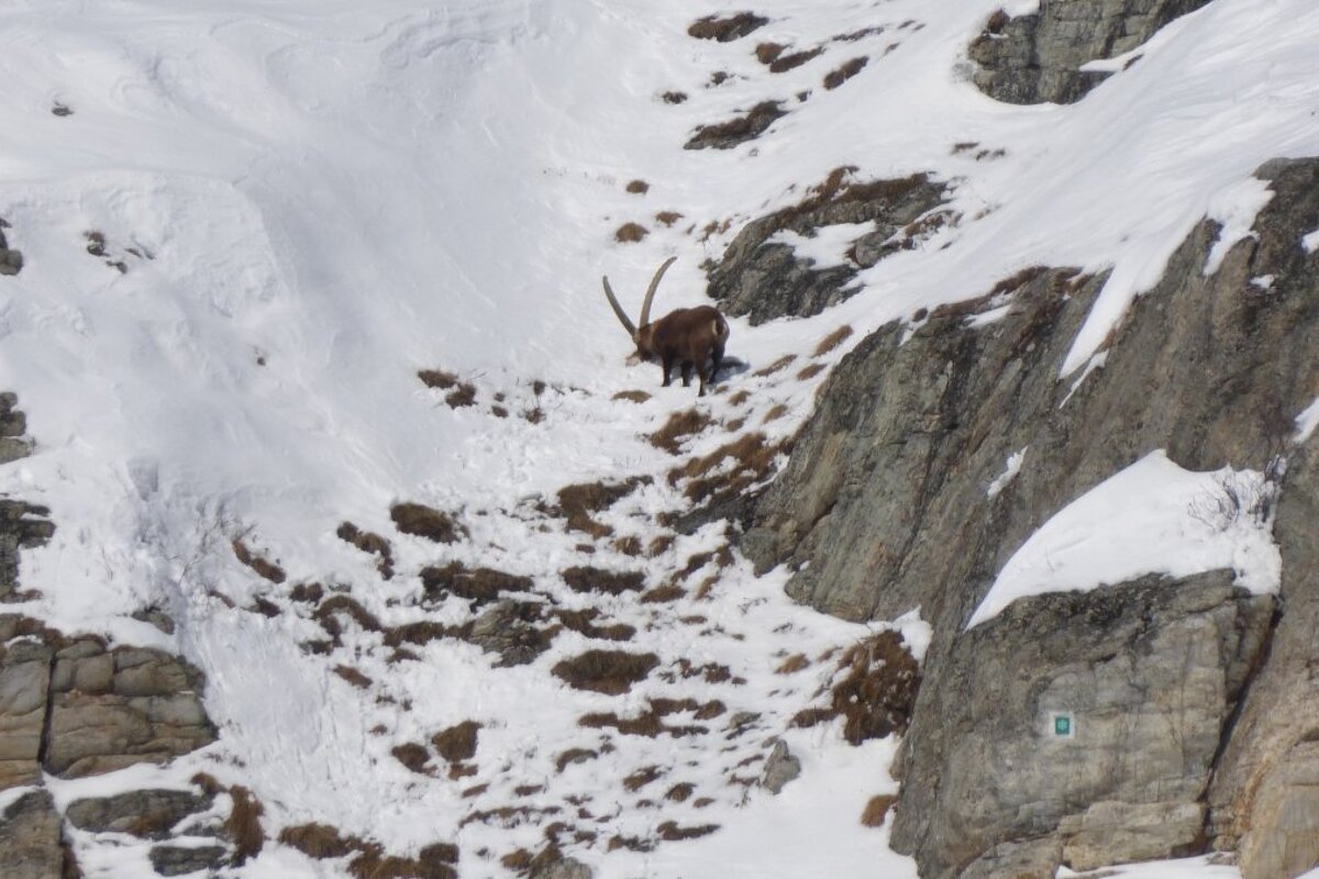 a deer with big antlers in the snow