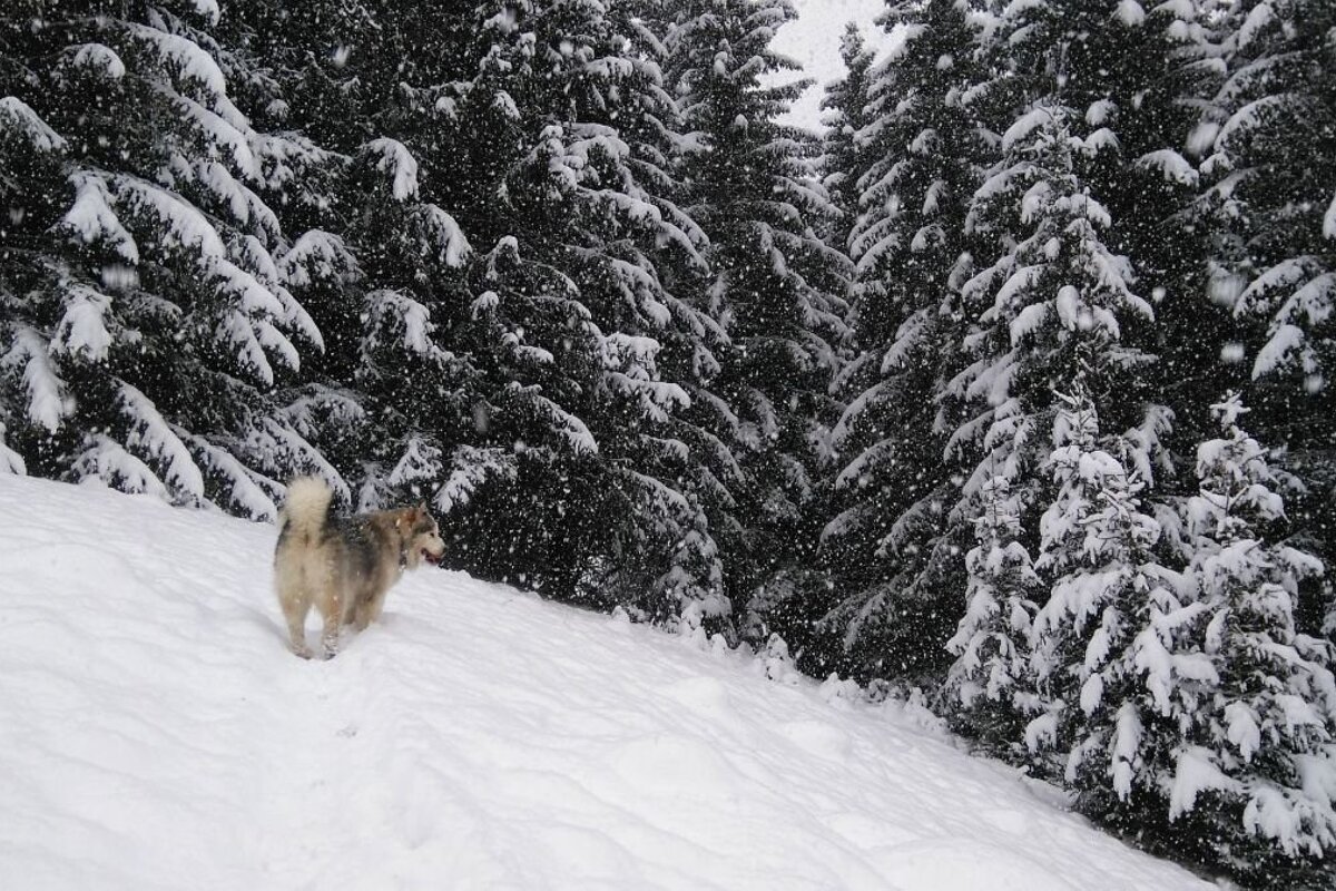 A dog in a snowy forest on a hiking trail in Chamonix