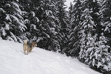 A dog in a snowy forest on a hiking trail in Chamonix