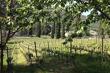 Wine Tours, Nice