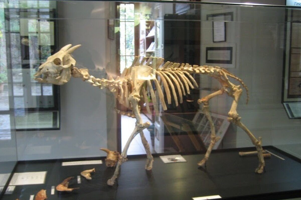 Museu Balear de Ciences Naturals (Museum of Natural Sciences), Soller