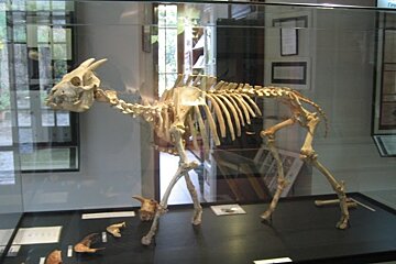 Museu Balear de Ciences Naturals (Museum of Natural Sciences), Soller