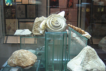 Museu Balear de Ciences Naturals (Museum of Natural Sciences), Soller