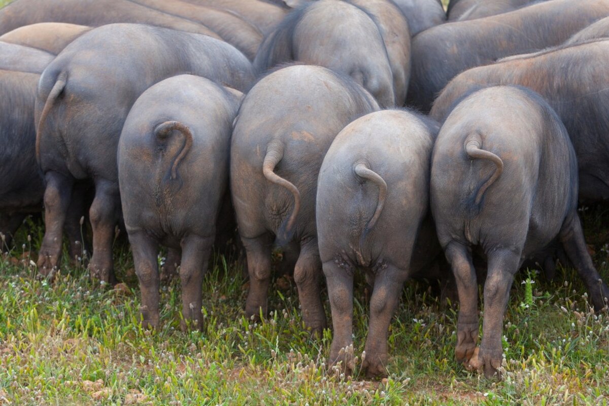 black pigs in mallorca