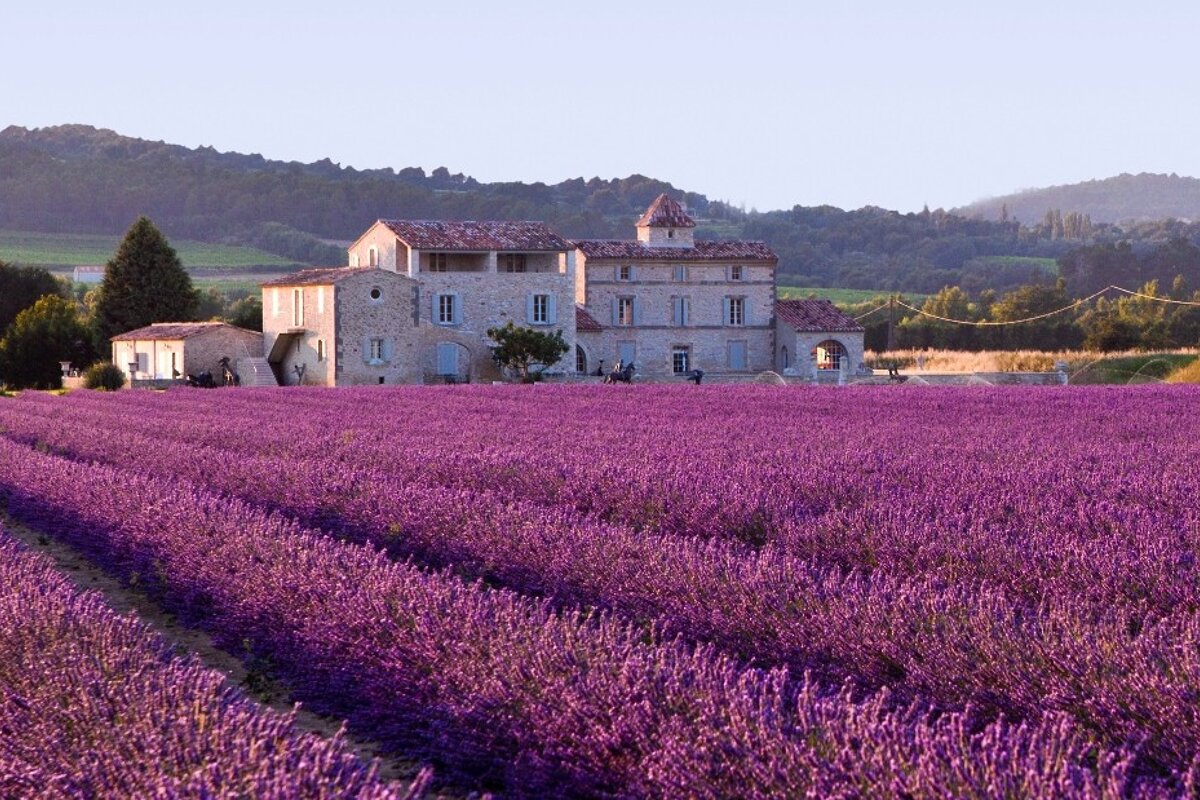 lavender field in provence