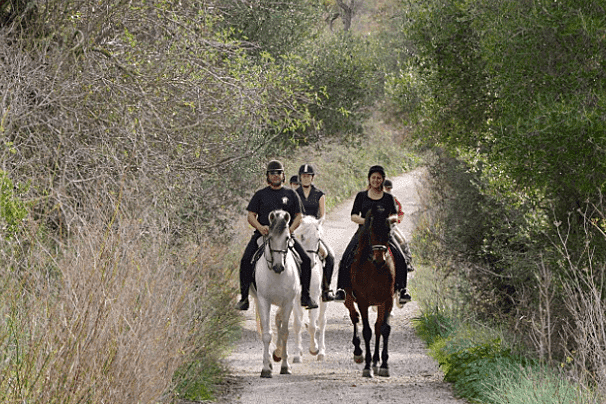 Horse Riding Tour in Mallorca, Randa