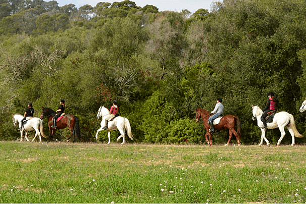 Horse Riding Tour in Mallorca, Randa