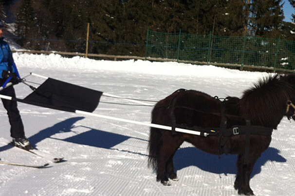 a woman on ski being pulled by a small horse