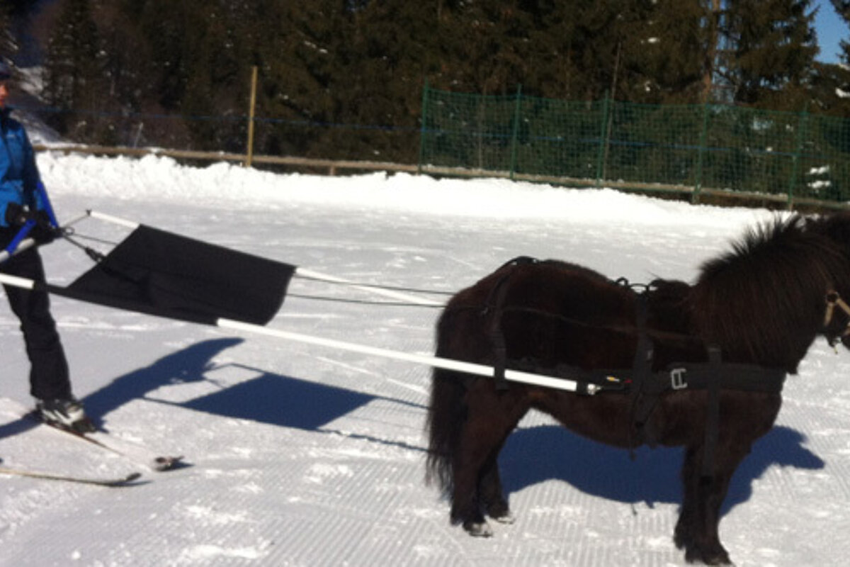 a woman on ski being pulled by a small horse