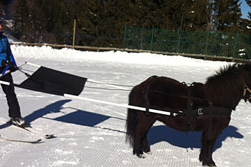 a woman on ski being pulled by a small horse