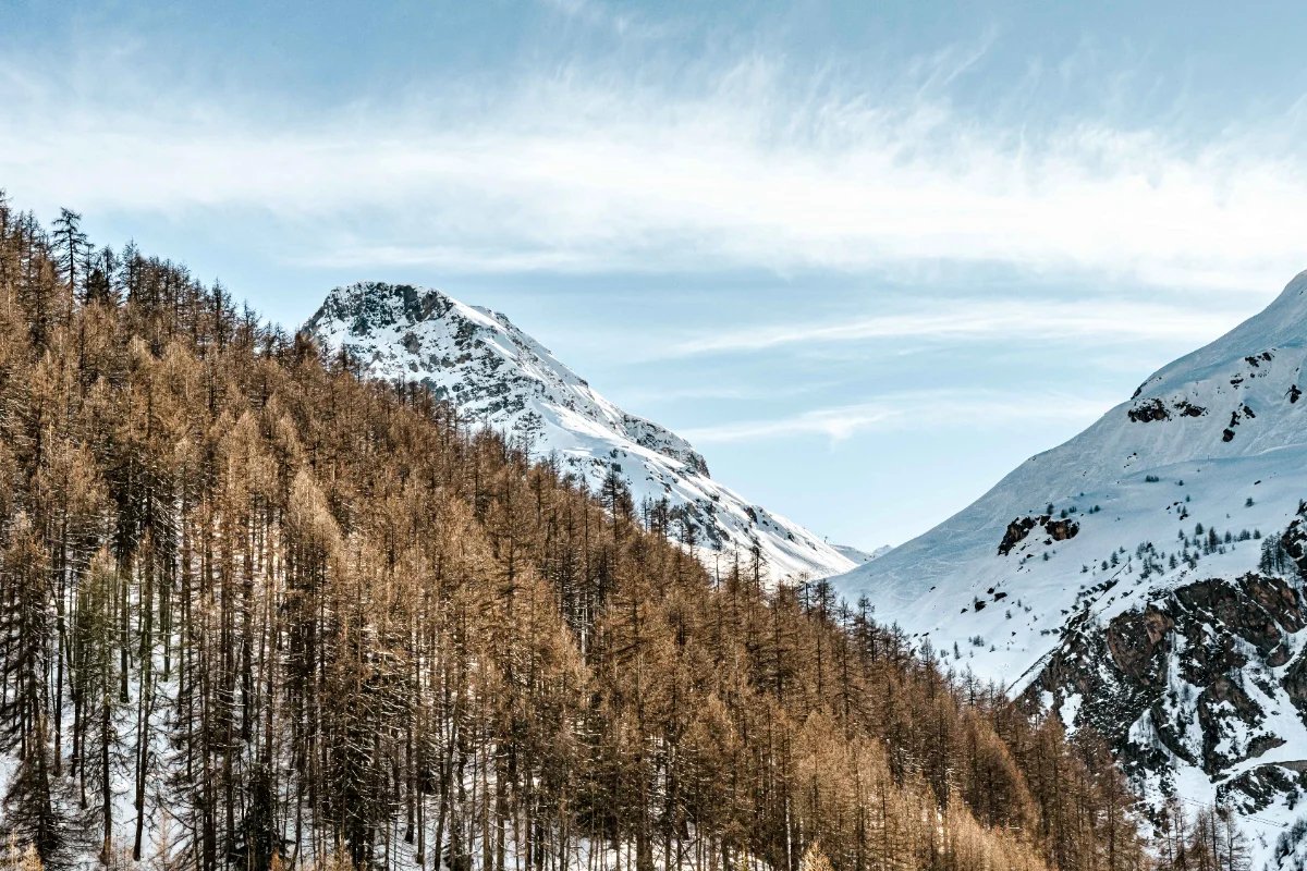 A snowy mountain with trees on the side of it