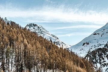 A snowy mountain with trees on the side of it