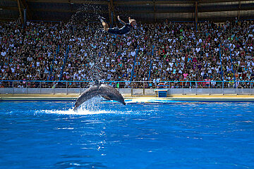 A man is doing a trick with a dolphin in front of a crowd