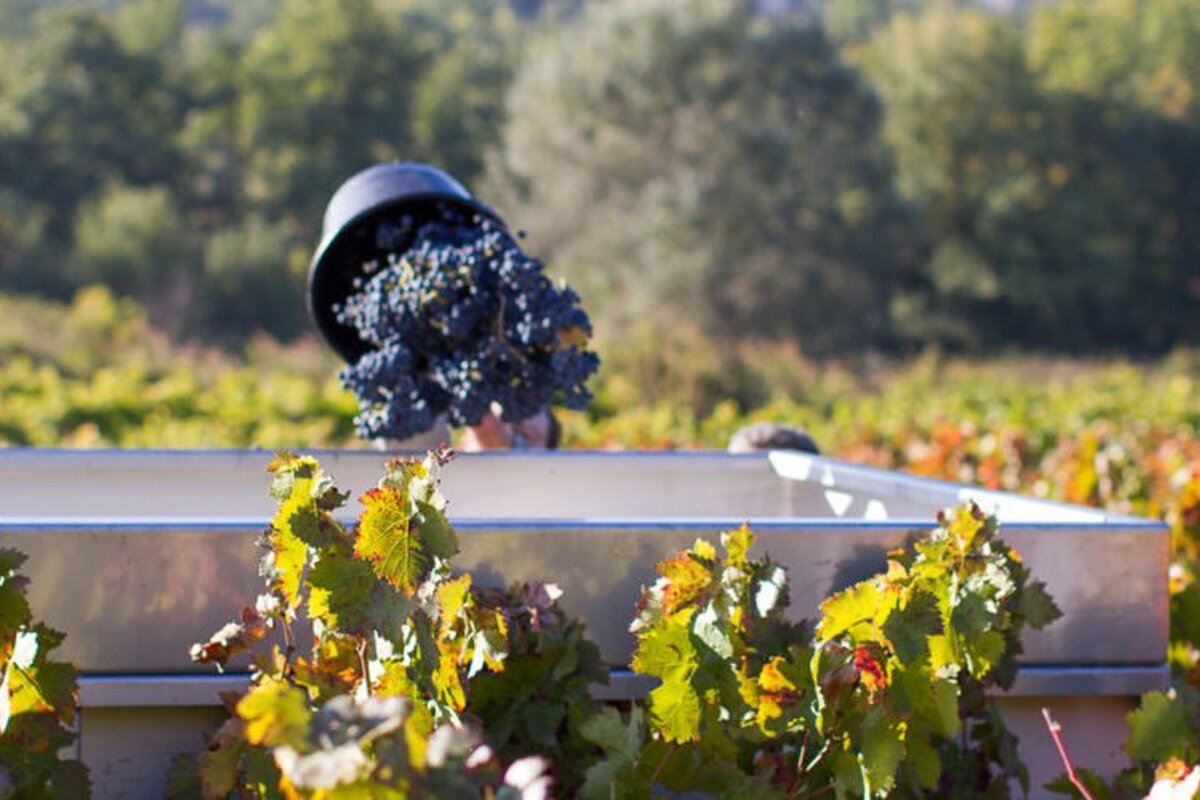 Festival Ventoux Saveurs, Monieux