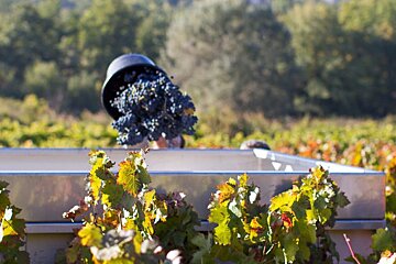 Festival Ventoux Saveurs, Monieux
