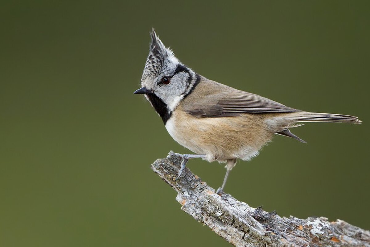 A small bird perched on a branch with a green background