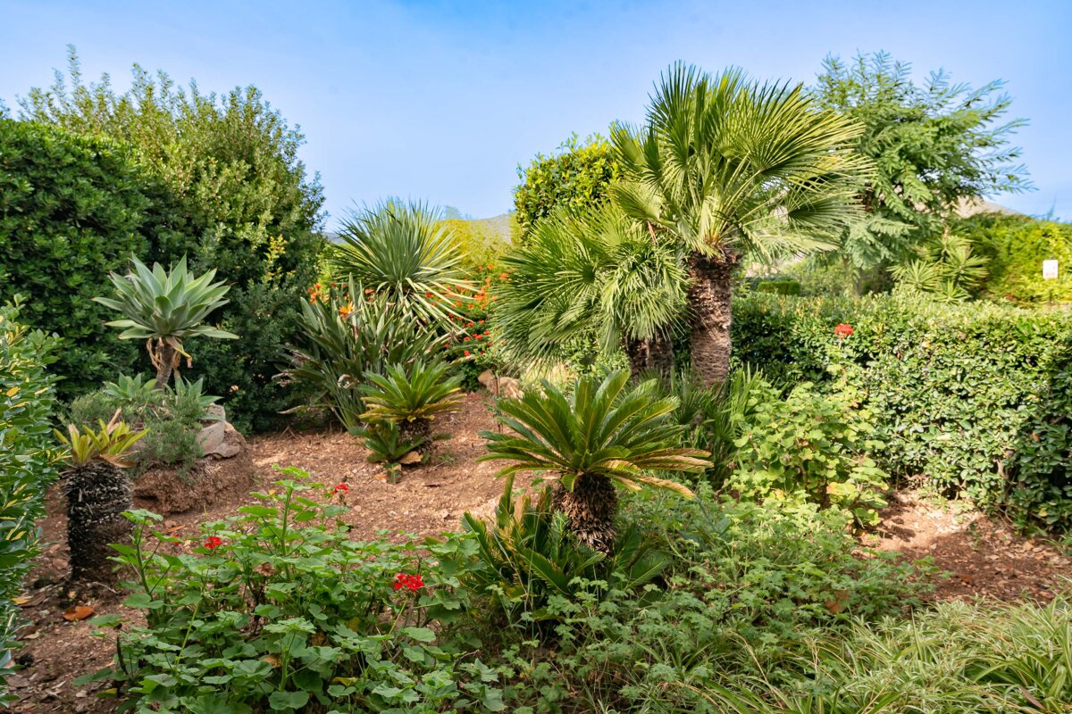 A lush, sunny garden with various tropical plants like palms, agave, and cycads, dotted with red flowers against a clear blue sky.