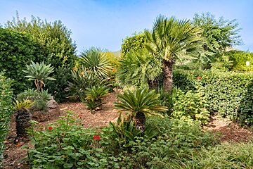 A lush, sunny garden with various tropical plants like palms, agave, and cycads, dotted with red flowers against a clear blue sky.
