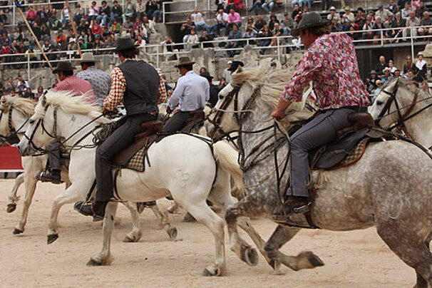 Fete des Gardians, Avignon