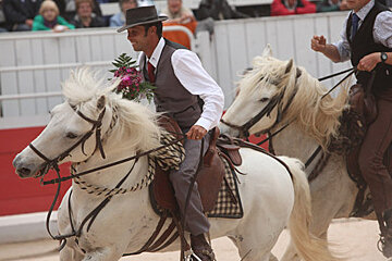 Fete des Gardians, Avignon