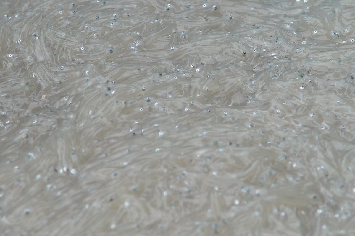 Poutine season in Nice