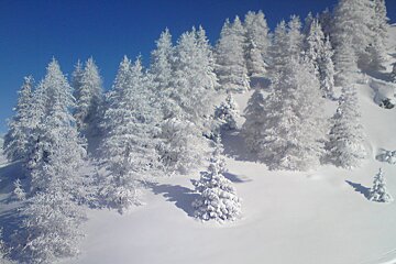 snow covered trees in les arcs