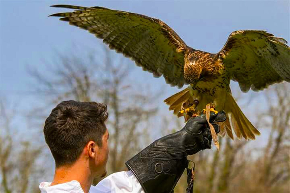 A man is holding a bird of prey in his hand