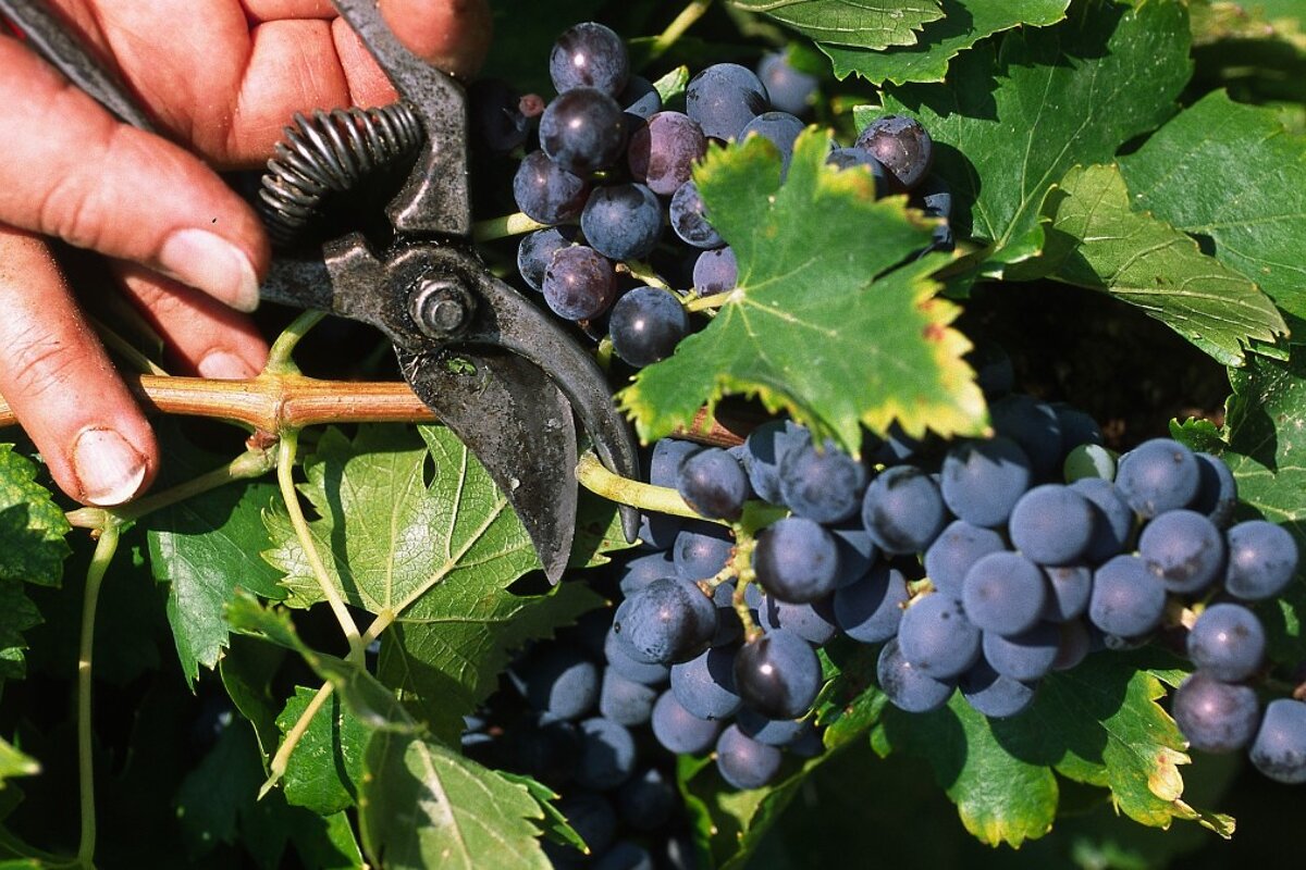 Chateau Roubine, Lorgues