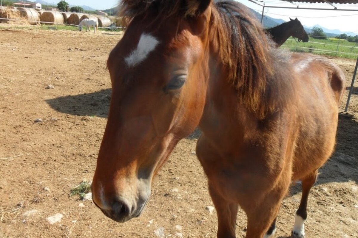 a close up of a horse in a stable