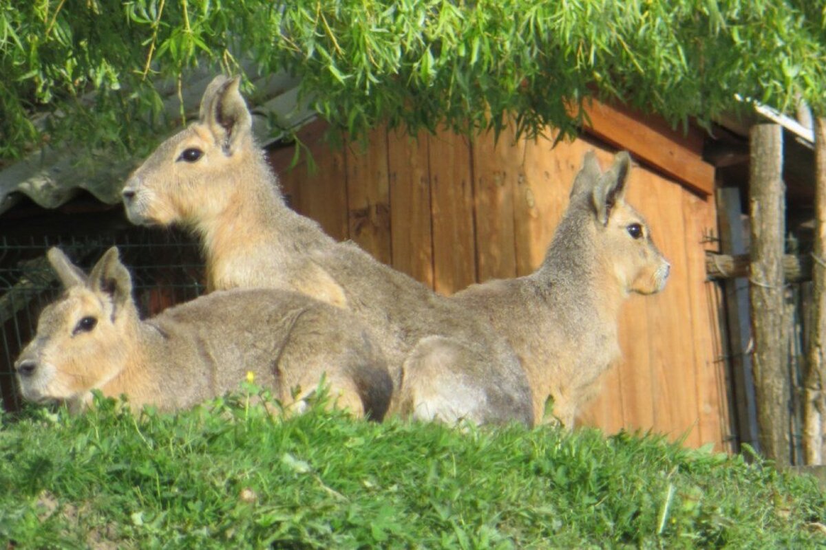 Mara (patagonian hare)