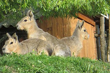Mara (patagonian hare)