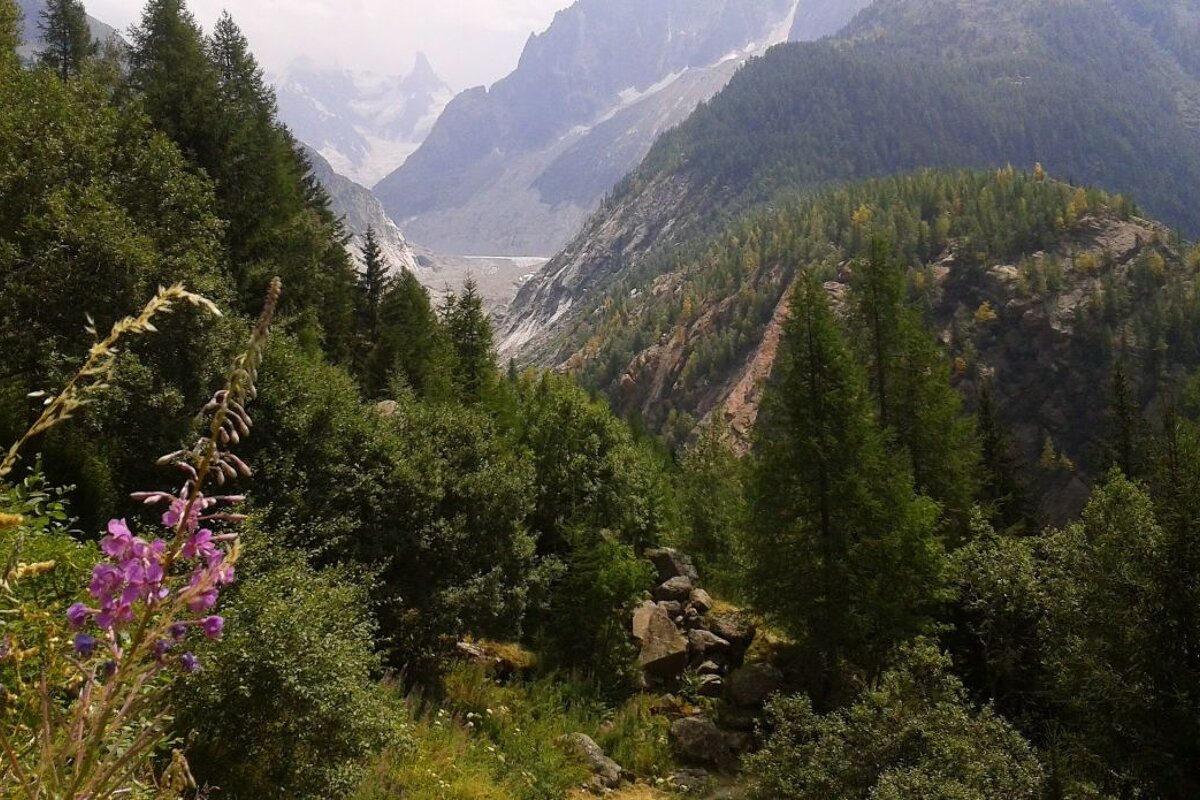 Flowers and mountains, hiking trails in Chamonix