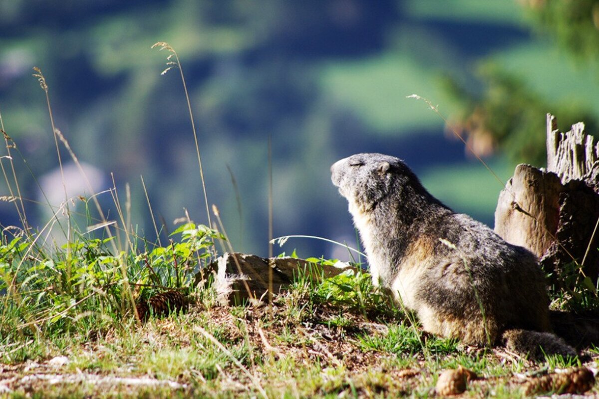 A ground squirrel sitting on a grassy hillside