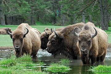 Reserve des Mont d'Azur