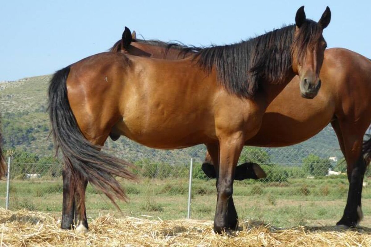 two horses at a stable in mallorca