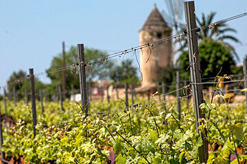 A vineyard with a windmill in the background