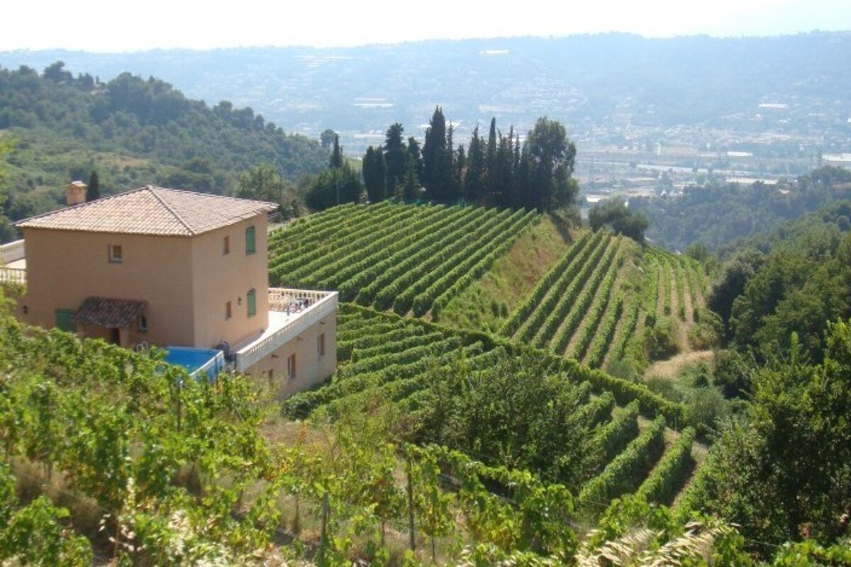 Domaine du Fogolar Vineyard, Nice