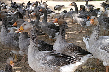 a selection of geese at a farm in Dordogne